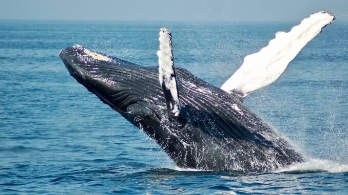 Bitcoin Whales Buy $1.34 Billion In BTC In One Day Bitcoin