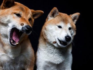 Top Dogs: Floki, Bonk, and Dogwifhat Prices Rise as Bitcoin and Ethereum Cool