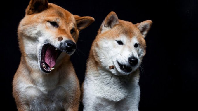 Top Dogs: Floki, Bonk, and Dogwifhat Prices Rise as Bitcoin and Ethereum Cool
