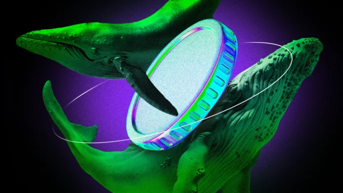 Crypto Whales Load Up on These 3 Altcoins: August 2024 Crypto Whales Bought These Altcoins in the Second Week of August 2024