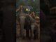 #reels#hedrabad#news#jungle#forest#savejungle#cartoon#cartoons#ai #viralshorts #viralvideos #prayer