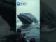 кашалот проглотил лодку #aivideo #ai #корабли #киты #ии #иивидео #ужас #новости #news #рекомендации