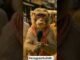monkey anchor #KolhapuriChappal#PradaControversy#LocalToGlobal#genzgyaan #funny #ai #news #startup