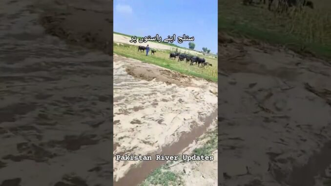 flood news in Paksitan #ai #duet #lifeisbutadream #languagetranslation #aivideo