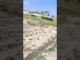flood news in Paksitan #ai #duet #lifeisbutadream #languagetranslation #aivideo