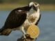 REX-Osprey to debut first XRP ETF in the US this week