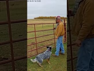 Prairie Bison at the Fence — Cattle Dog Guides Adults Away | AI Security Cam