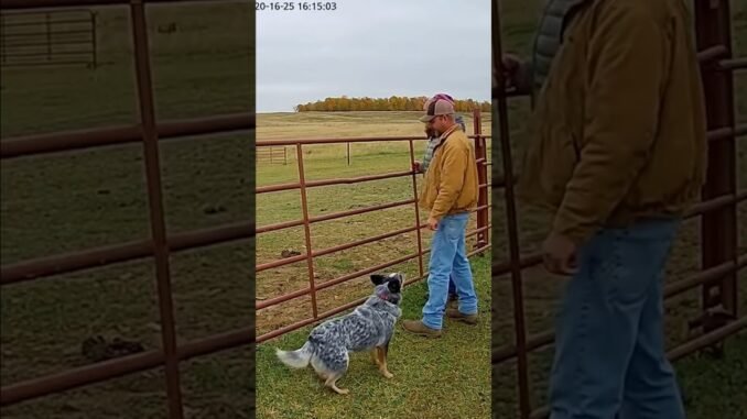 Prairie Bison at the Fence — Cattle Dog Guides Adults Away | AI Security Cam