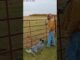 Prairie Bison at the Fence — Cattle Dog Guides Adults Away | AI Security Cam