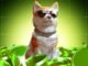 Trump Jr.-Backed Firm Fuels Dogecoin Mining Boom