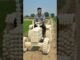 रसगुल्ले का ट्रॅक्टर 🛻 #trending #viral #shorts #video #ai #aiart
